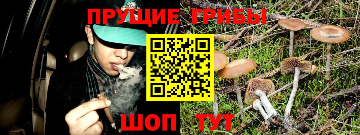 Ирбит  Псилоцибиновые грибы MAGIC MUSHROOMS  Вход с VPN  Галлюциногенные грибы прущие грибы 
